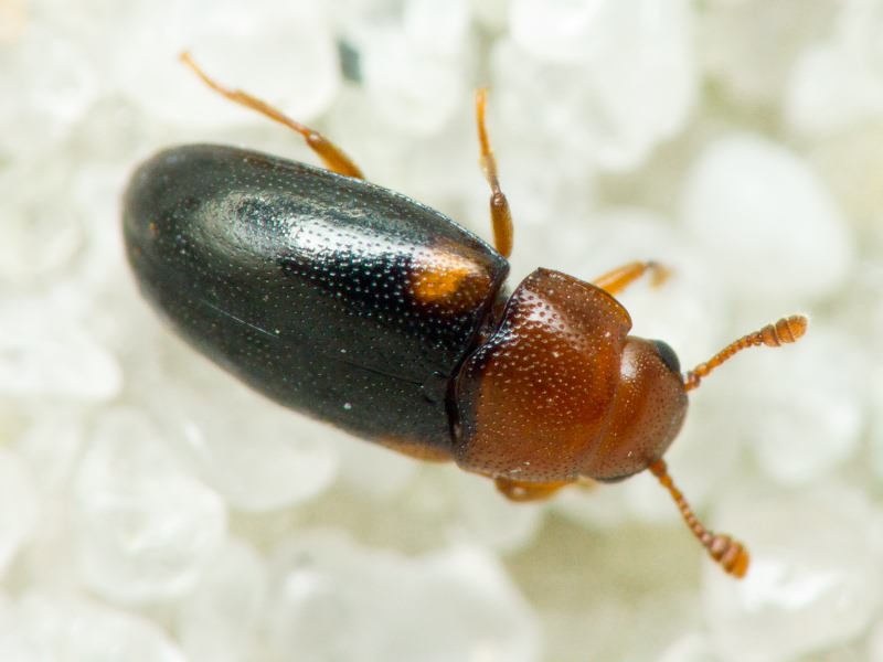 Dacne bipustulata (Thunberg, 1781)